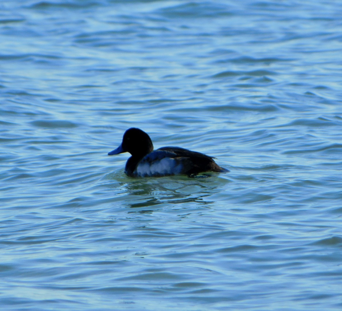 Greater Scaup - ML613875067