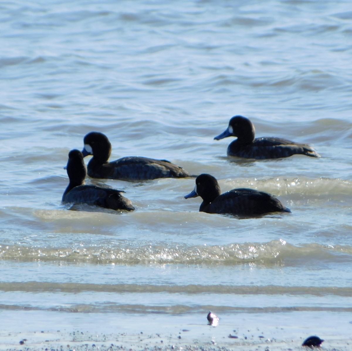 Greater Scaup - ML613875068