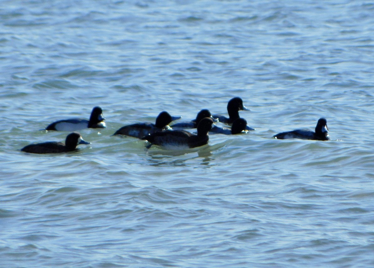 Greater Scaup - ML613875069