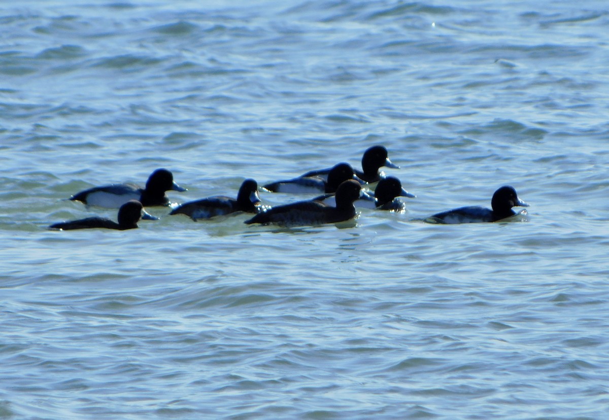 Greater Scaup - ML613875070