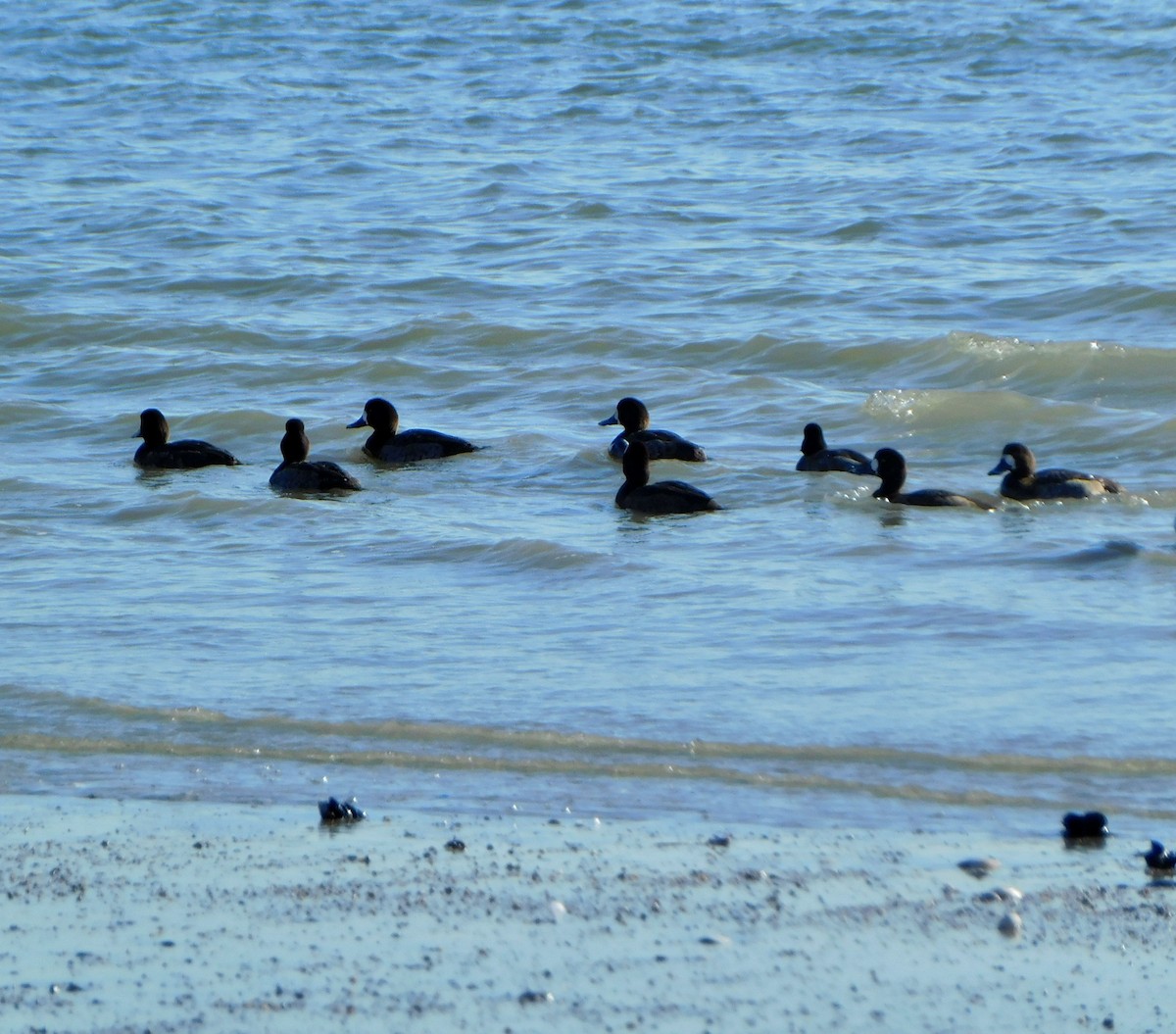Greater Scaup - ML613875071