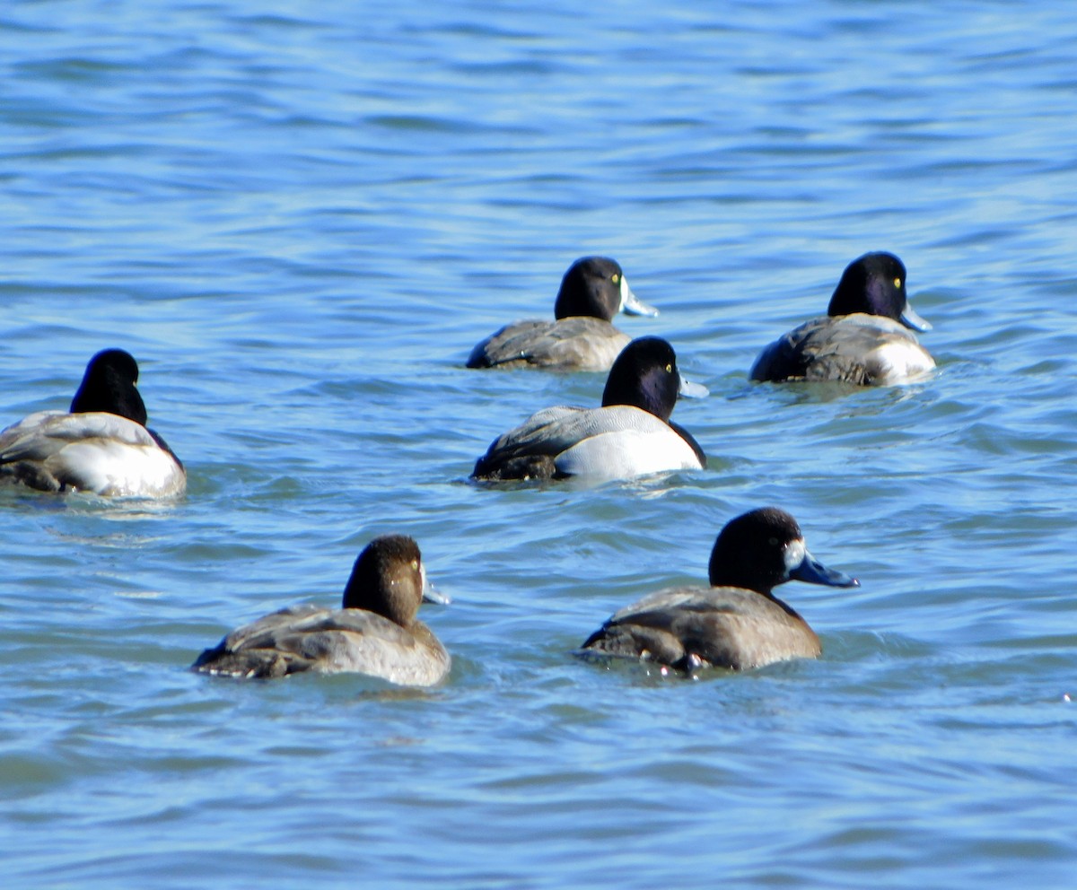 Greater Scaup - ML613875074