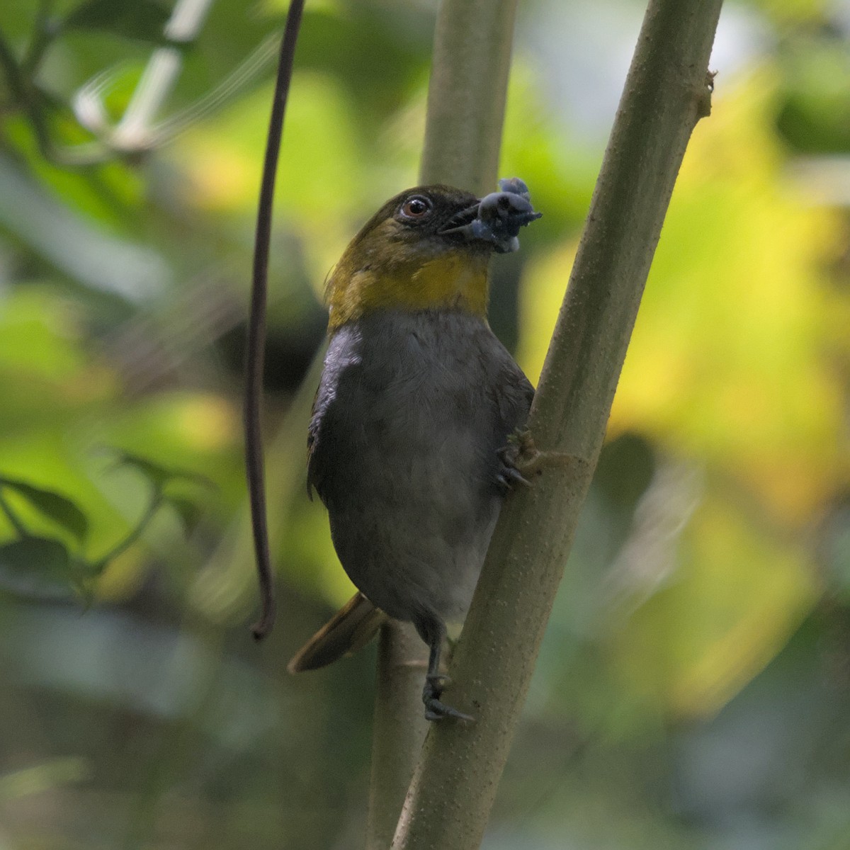 Yellow-throated Chlorospingus (Yellow-throated) - Manuel Morales