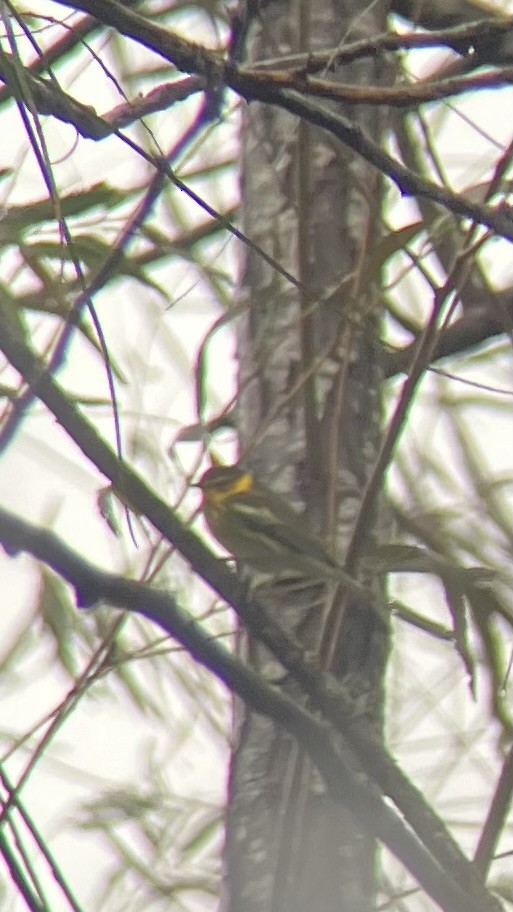 Cape May Warbler - ML613875183