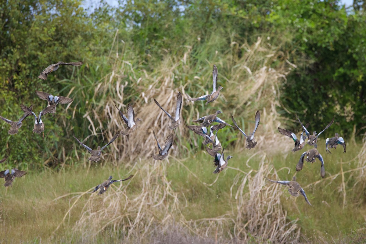 Ebird Caribbean Checklist Jan Woodbourne Shorebird Refuge