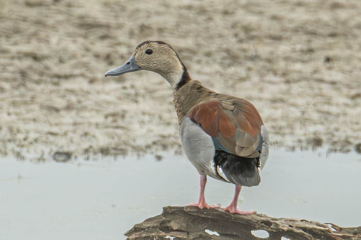 Ringed Teal - Andy Bowen