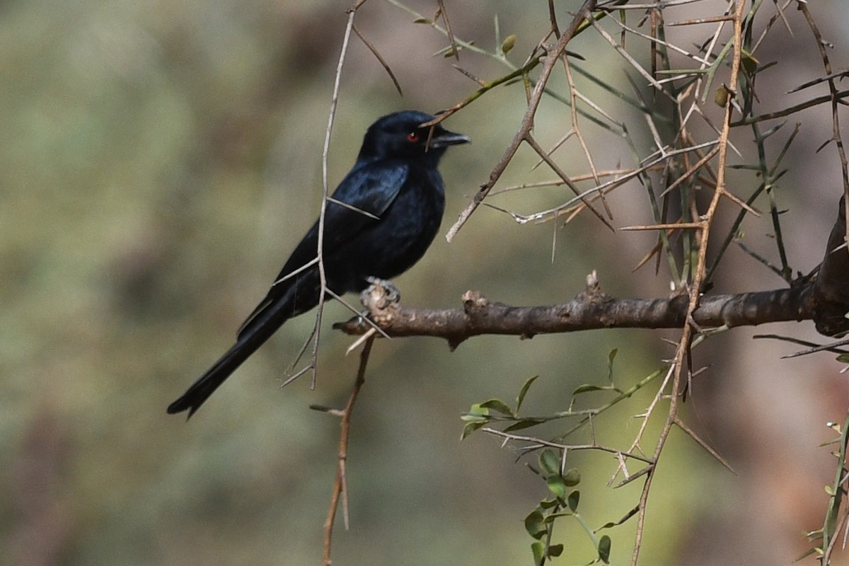 Fork-tailed Drongo (Glossy-backed) - ML613875437