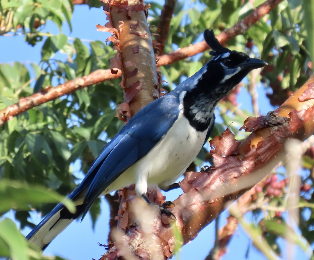 Black-throated Magpie-Jay - ML613875512