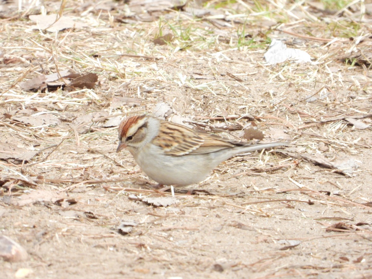 Chipping Sparrow - ML613875513