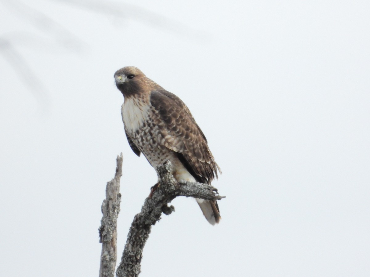Red-tailed Hawk - ML613875585