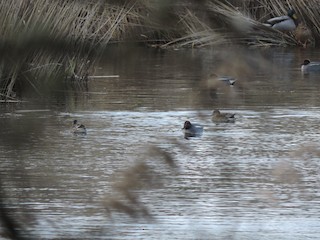 Green-winged Teal, ML613875830