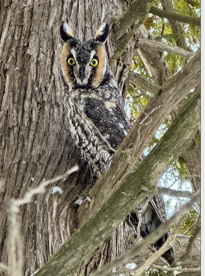 Long-eared Owl - ML613875945