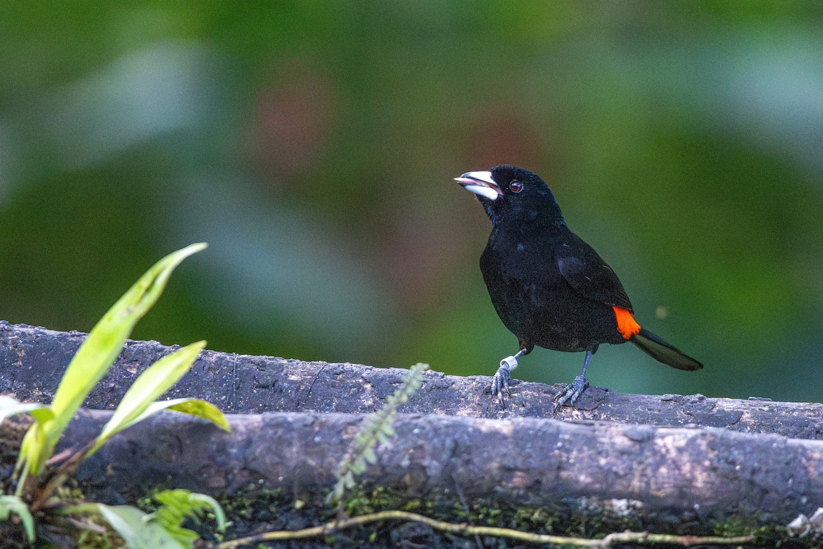 Flame-rumped Tanager (Flame-rumped) - ML613875985