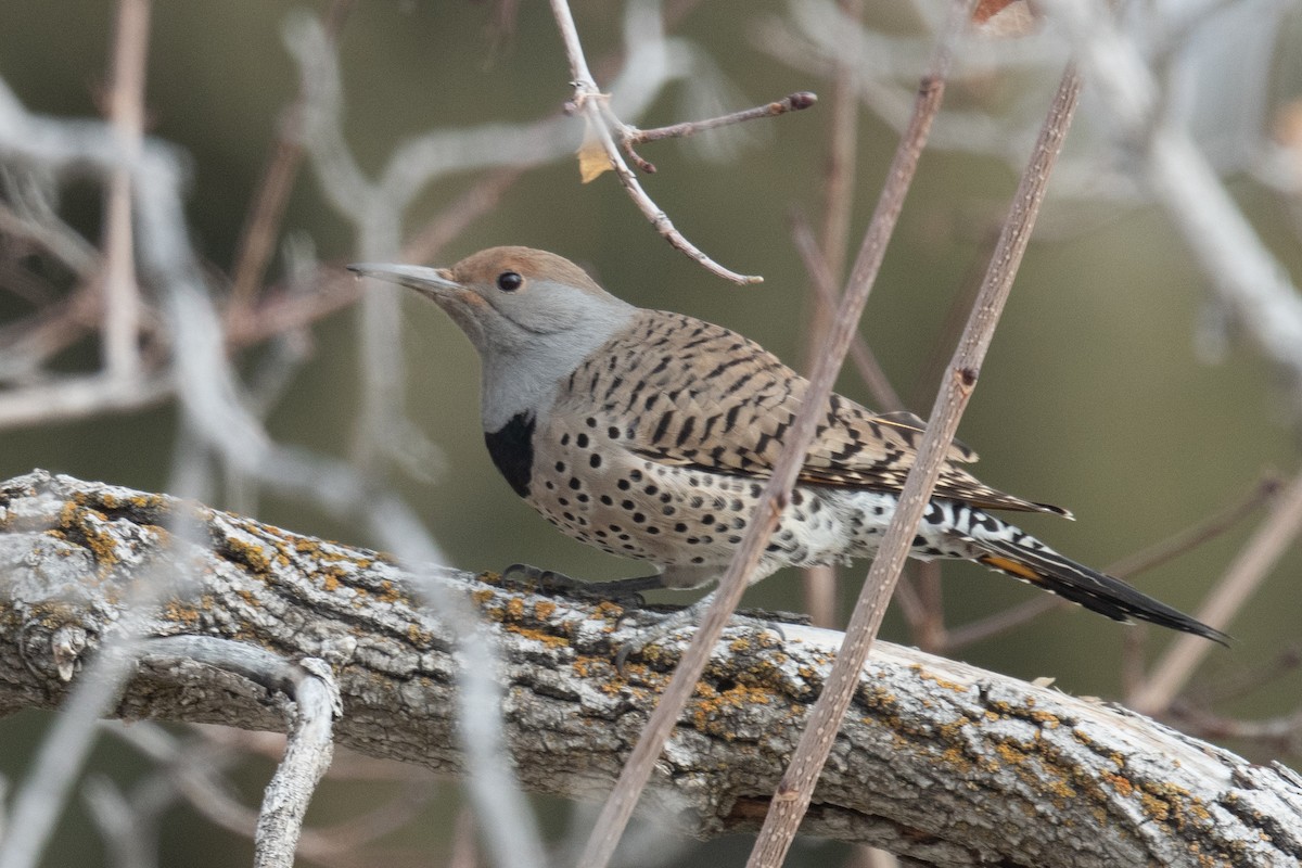 EBird Checklist 22 Jan 2024 Salt Lake City Cemetery 6 Species   1200