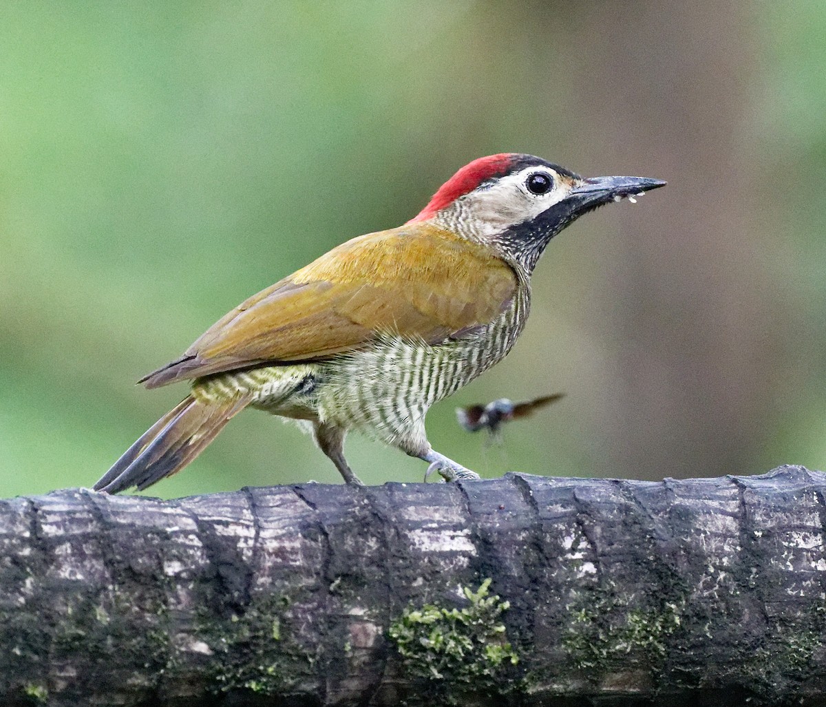 Crimson-mantled Woodpecker (Crimson-mantled) - ML613876098