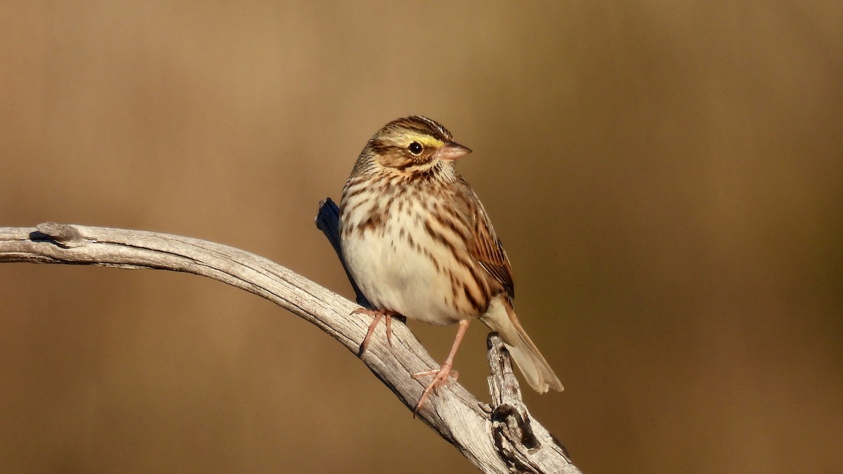 Savannah Sparrow - ML613876134