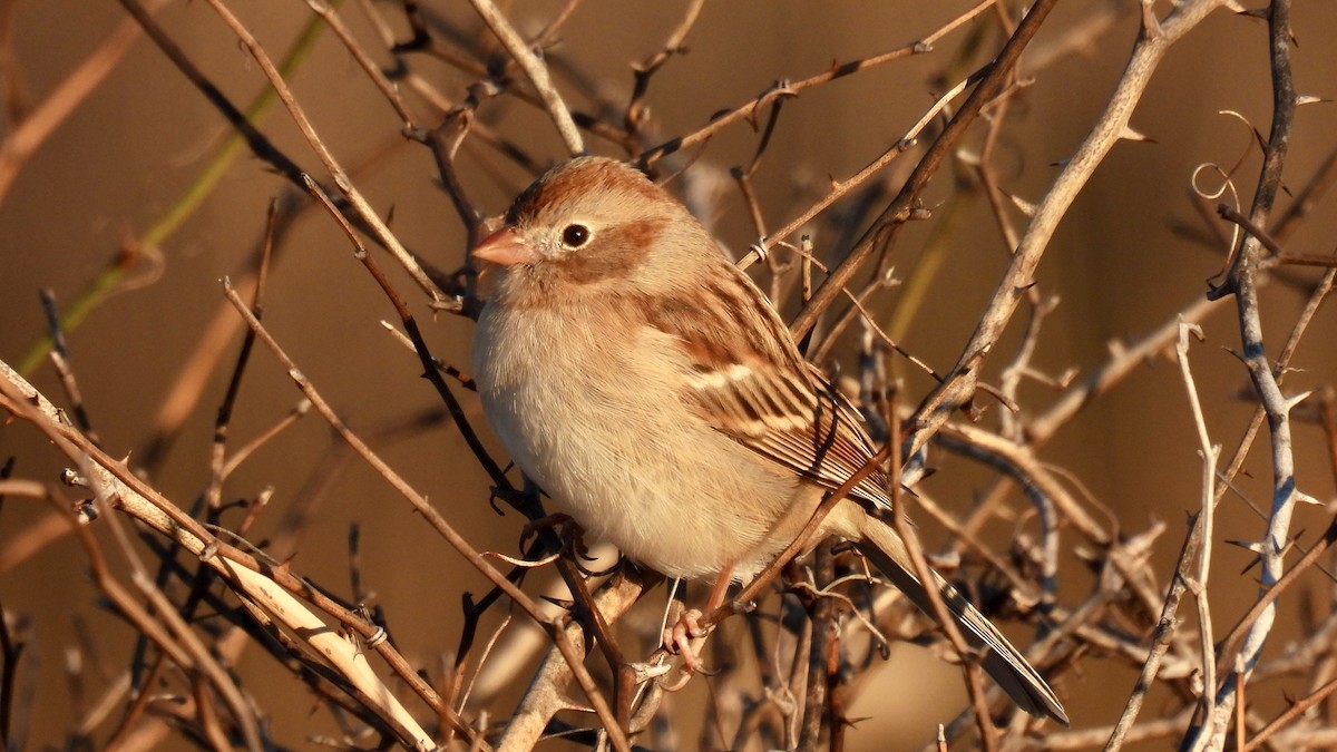 Field Sparrow - ML613876142