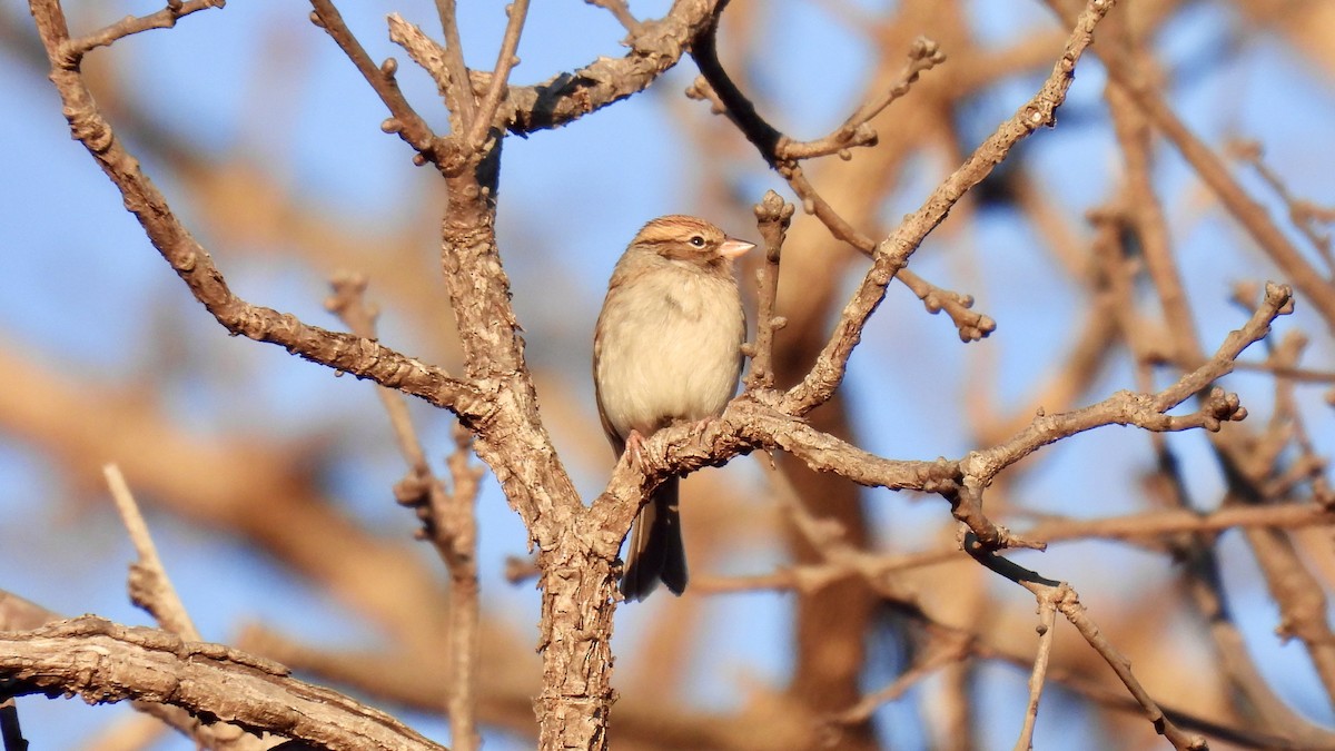 Chipping Sparrow - ML613876154
