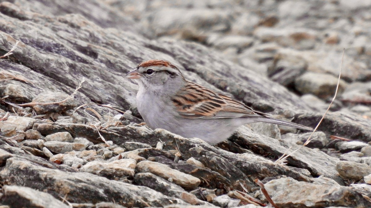 Chipping Sparrow - Keith Eric Costley