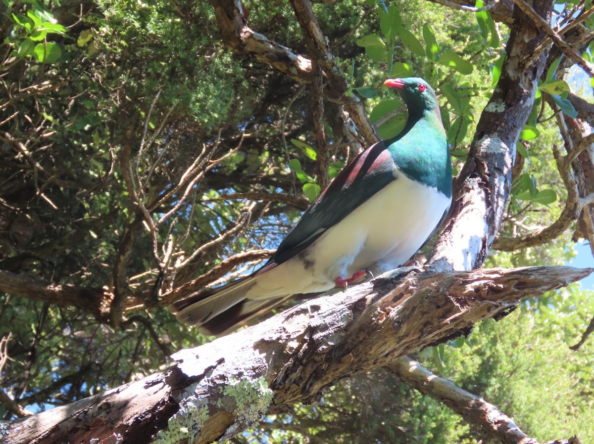 New Zealand Pigeon - ML613876173
