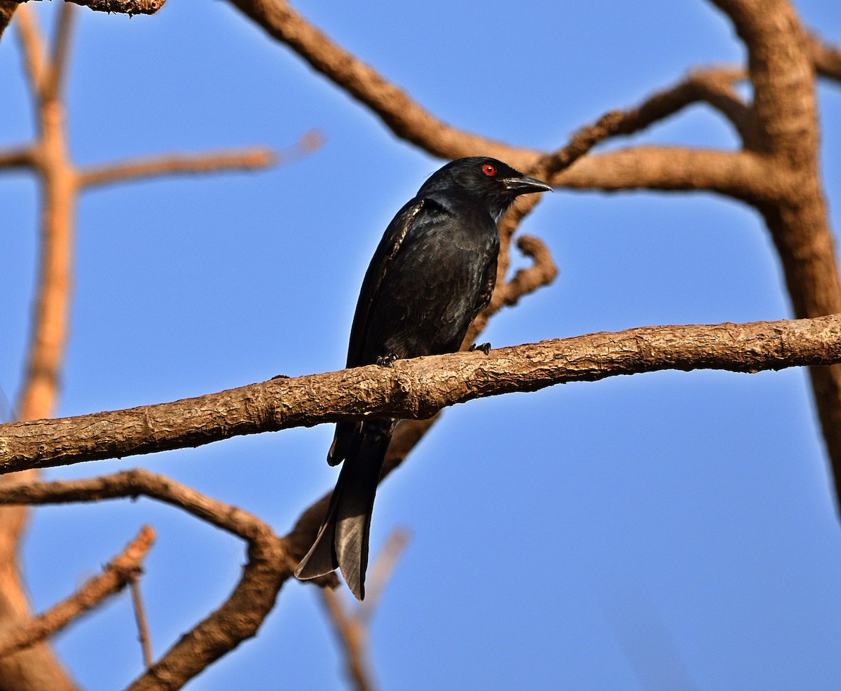 Fork-tailed Drongo (Glossy-backed) - ML613876196