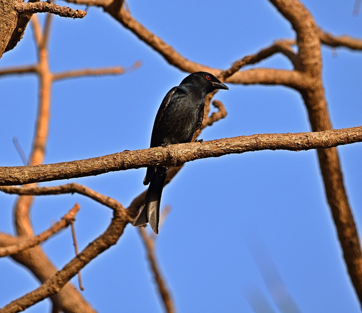 Fork-tailed Drongo (Glossy-backed) - ML613876197