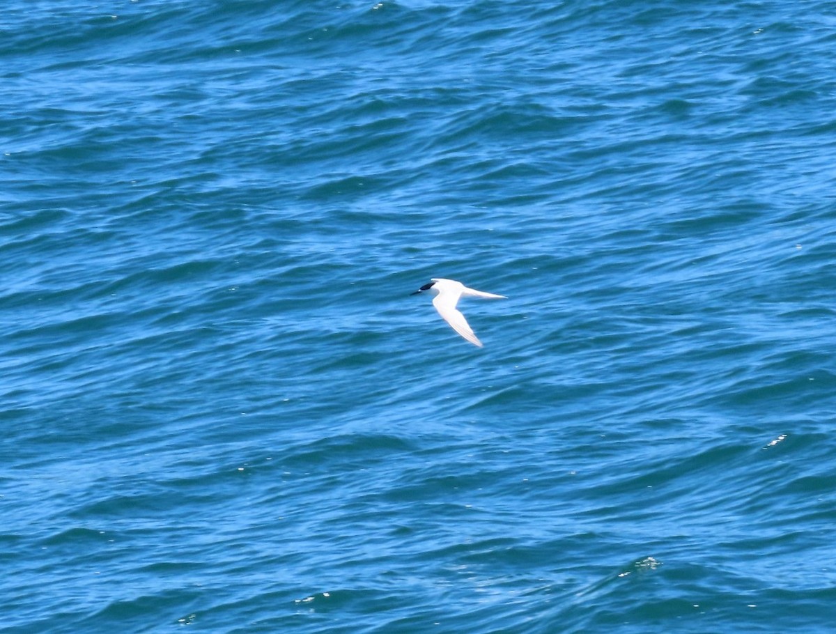 White-fronted Tern - ML613876198