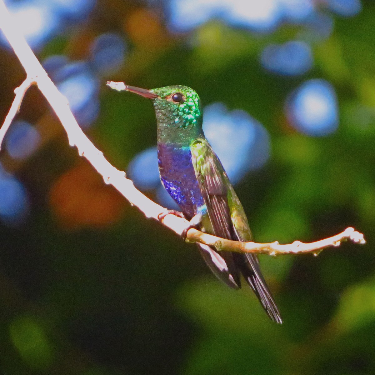 Violet-bellied Hummingbird - ML613876902