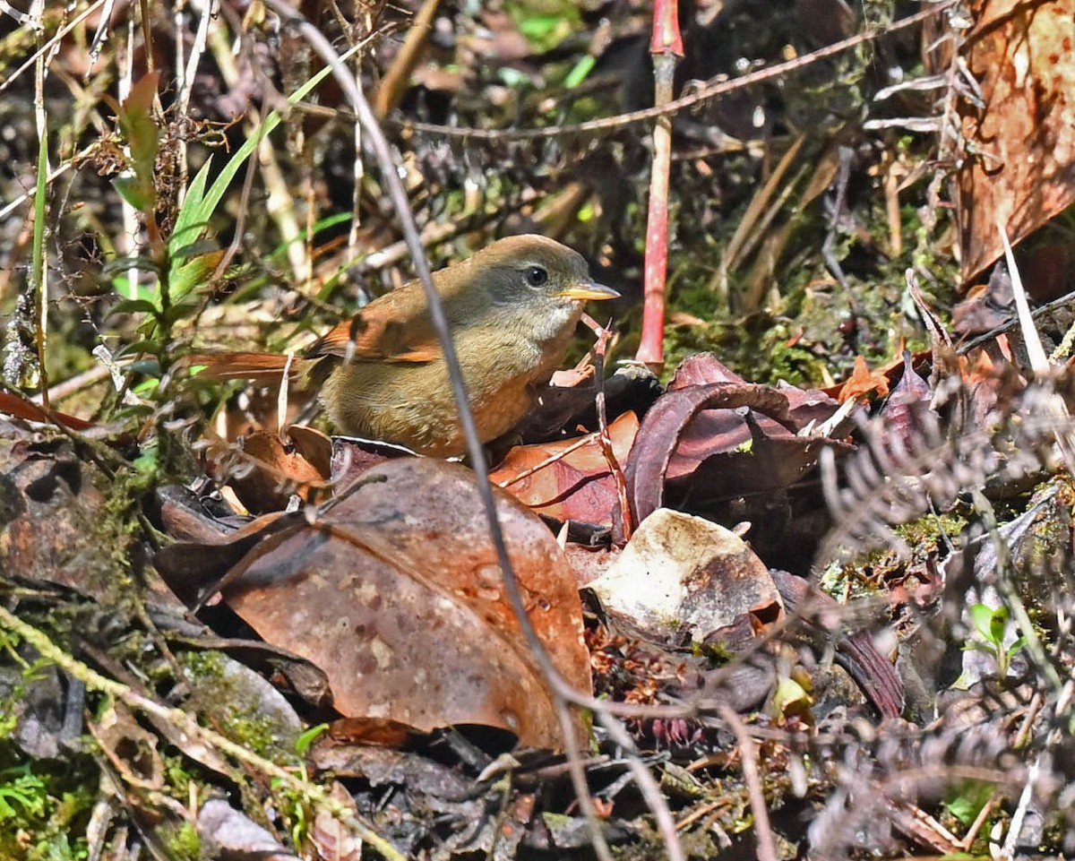 Ash-browed Spinetail - ML613876977