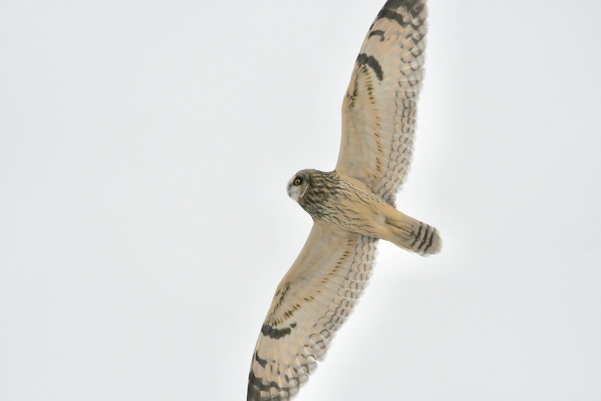 Short-eared Owl - ML613877077
