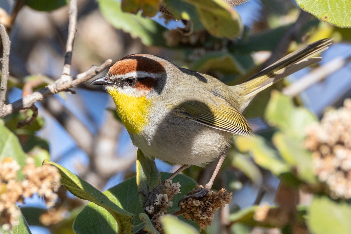 Rufous-capped Warbler - ML613877243