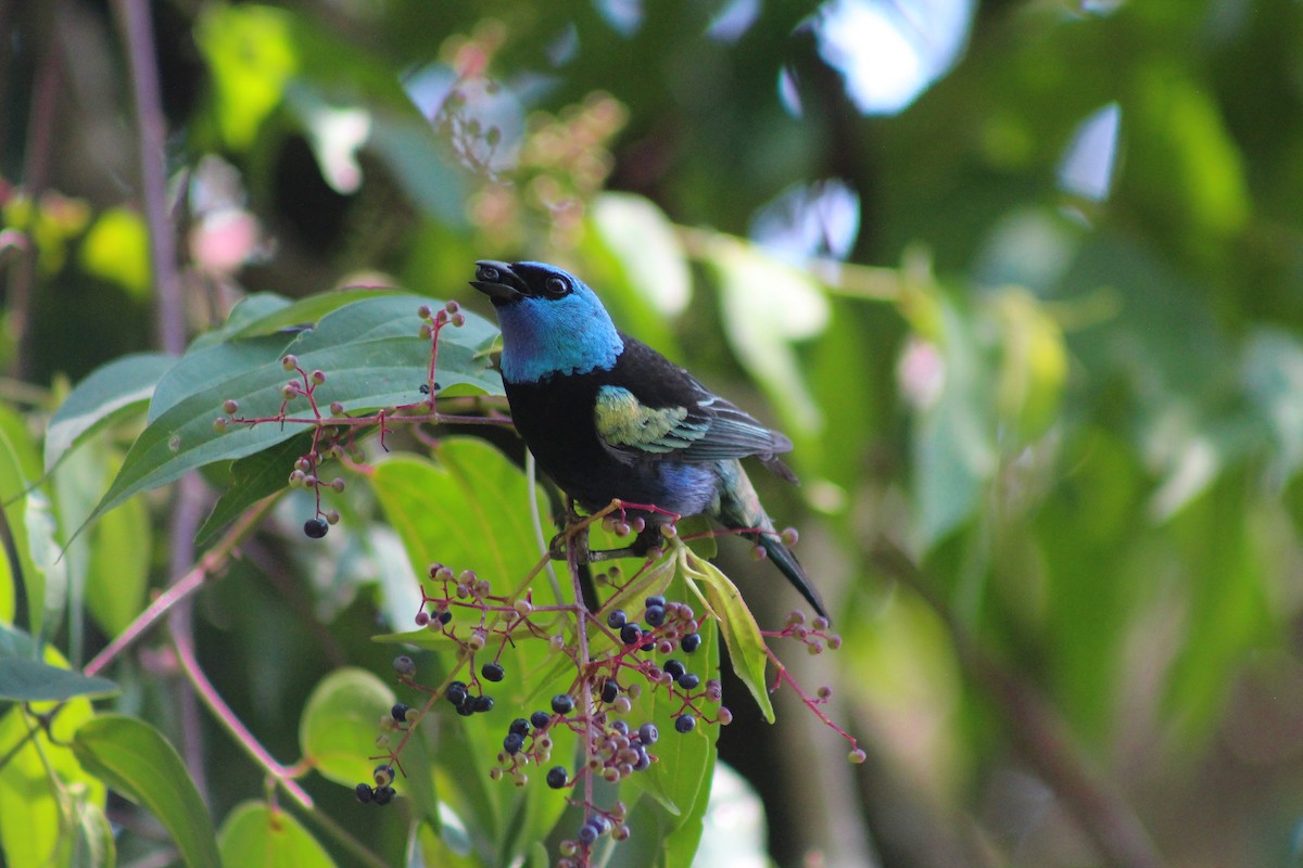 Blue-necked Tanager - ML613877373
