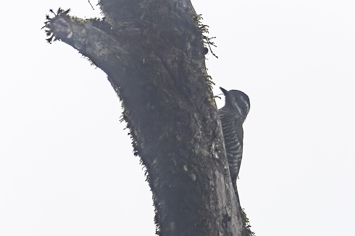 Bar-bellied Woodpecker - ML613877479