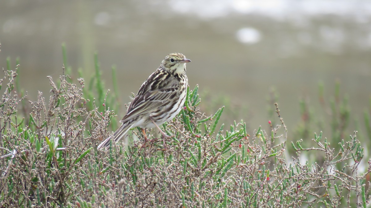 pipit sp. - ML613877585