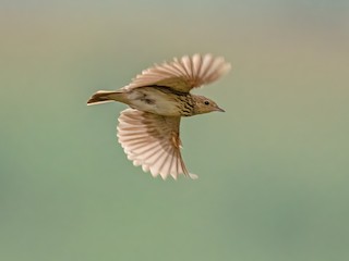  - Short-tailed Pipit