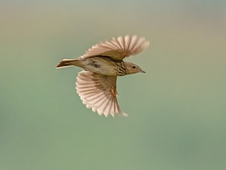 Short-tailed Pipit - Anthus brachyurus - Birds of the World