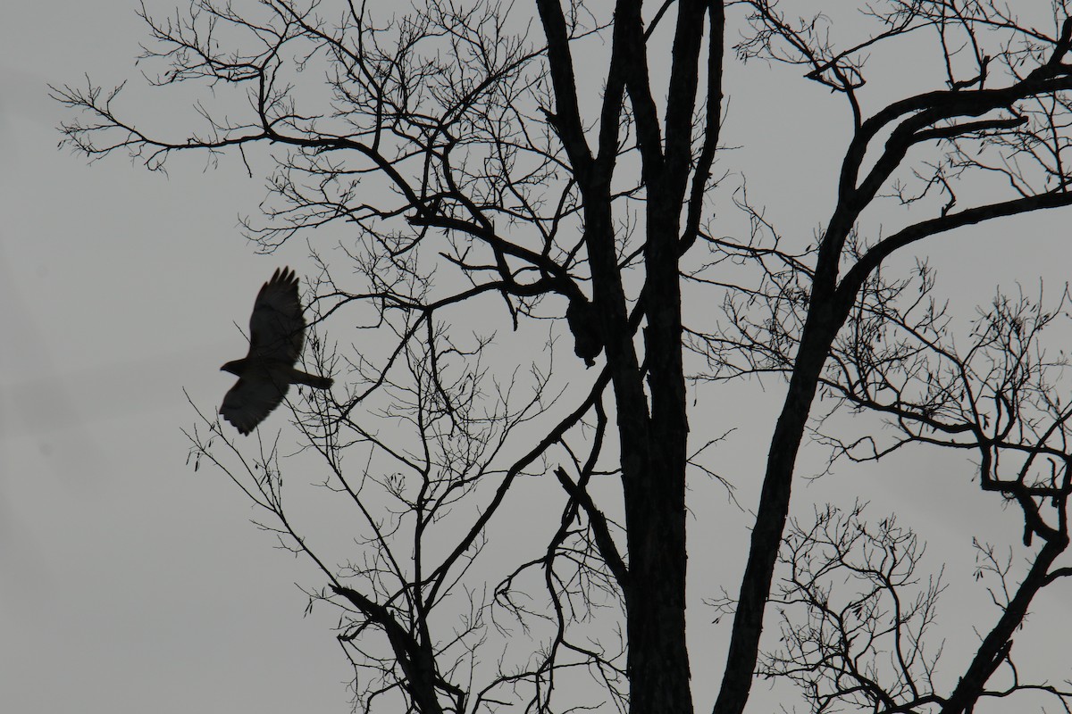 EBird Checklist 22 Jan 2024 Deer Pond Farm CT Audubon Fairfield   1200