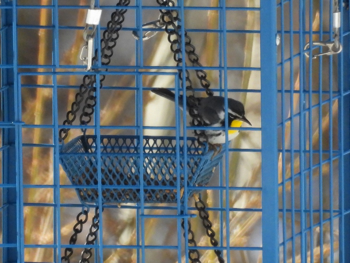 New Hampshire eBird Checklist - 22 Jan 2024 - Riverbend Circle Exeter