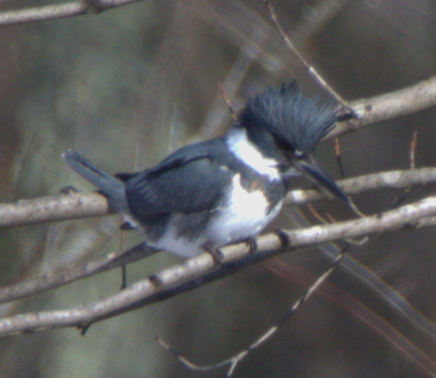 Belted Kingfisher - ML613878394