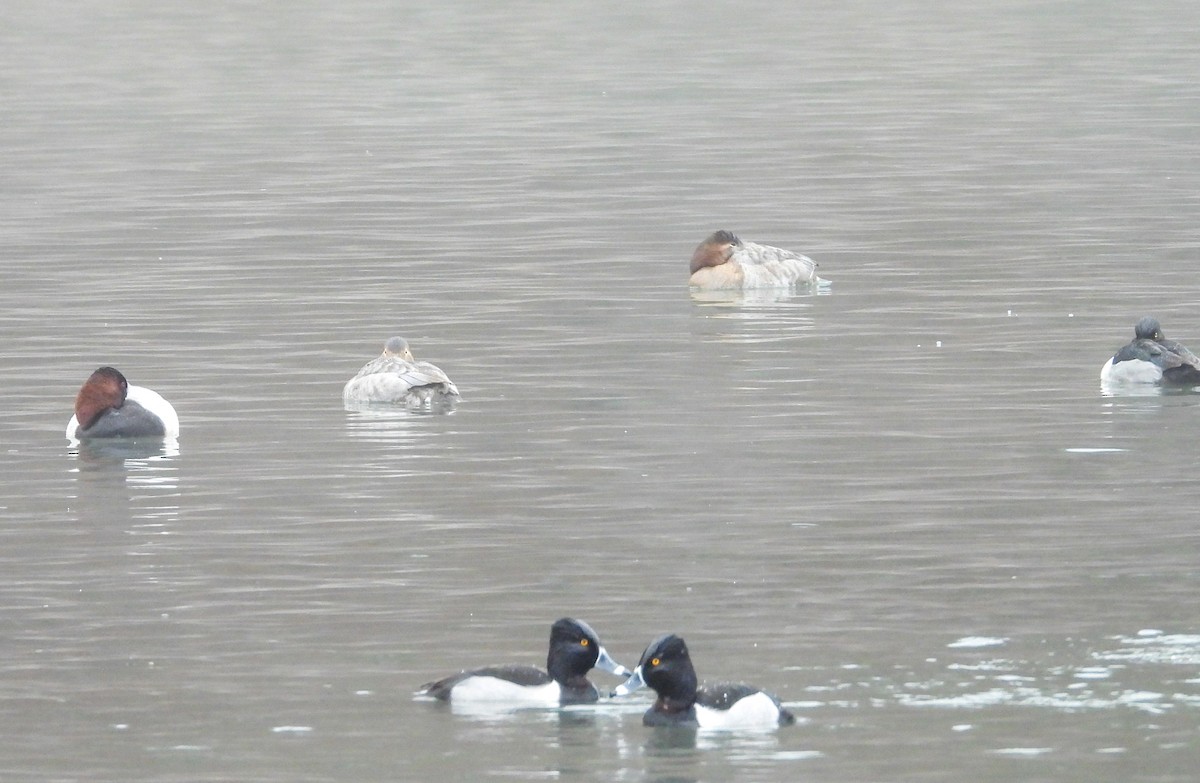 Canvasback - Anonymous