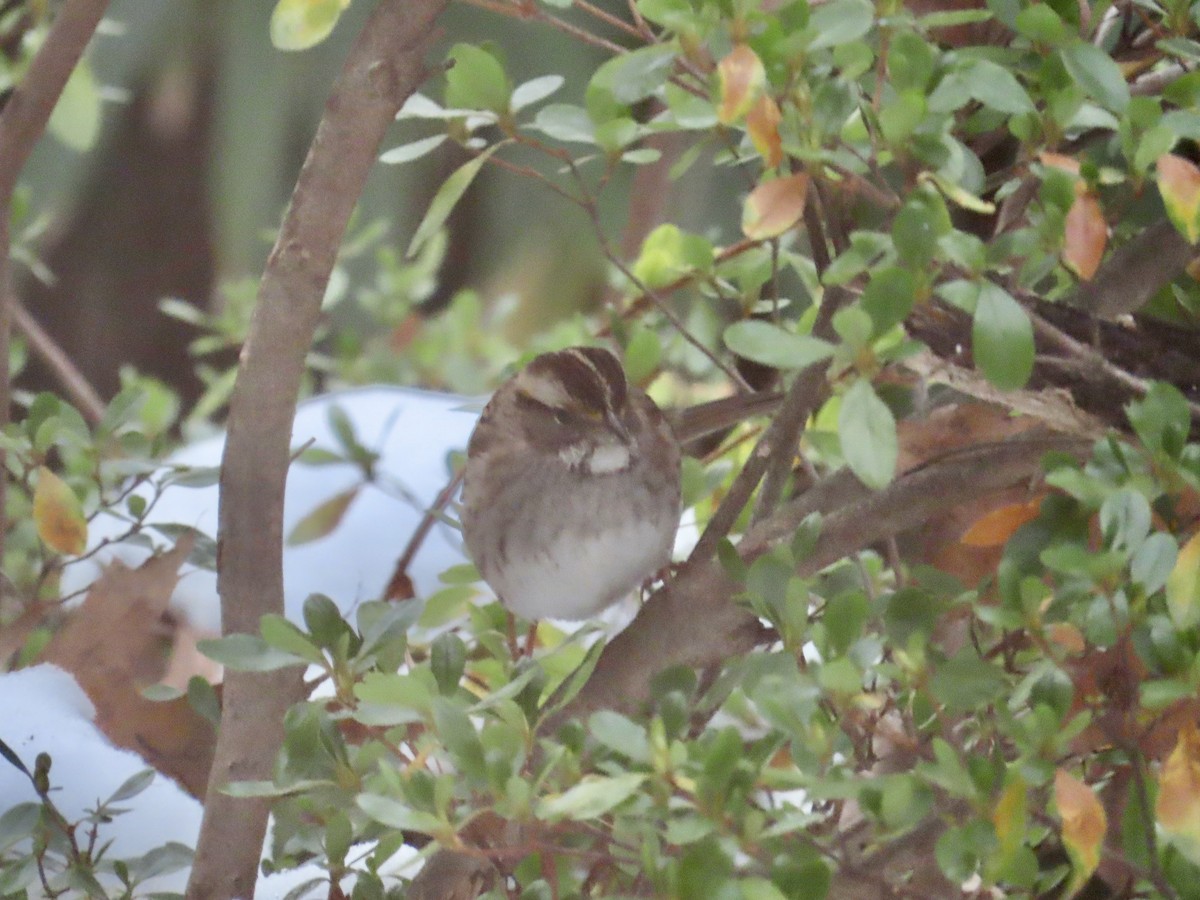 White-throated Sparrow - ML613878690