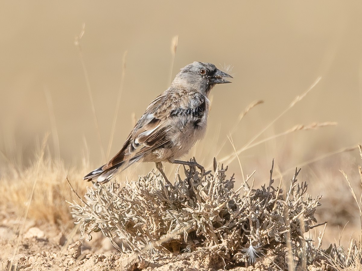Uyda yalangoch forumda yurish