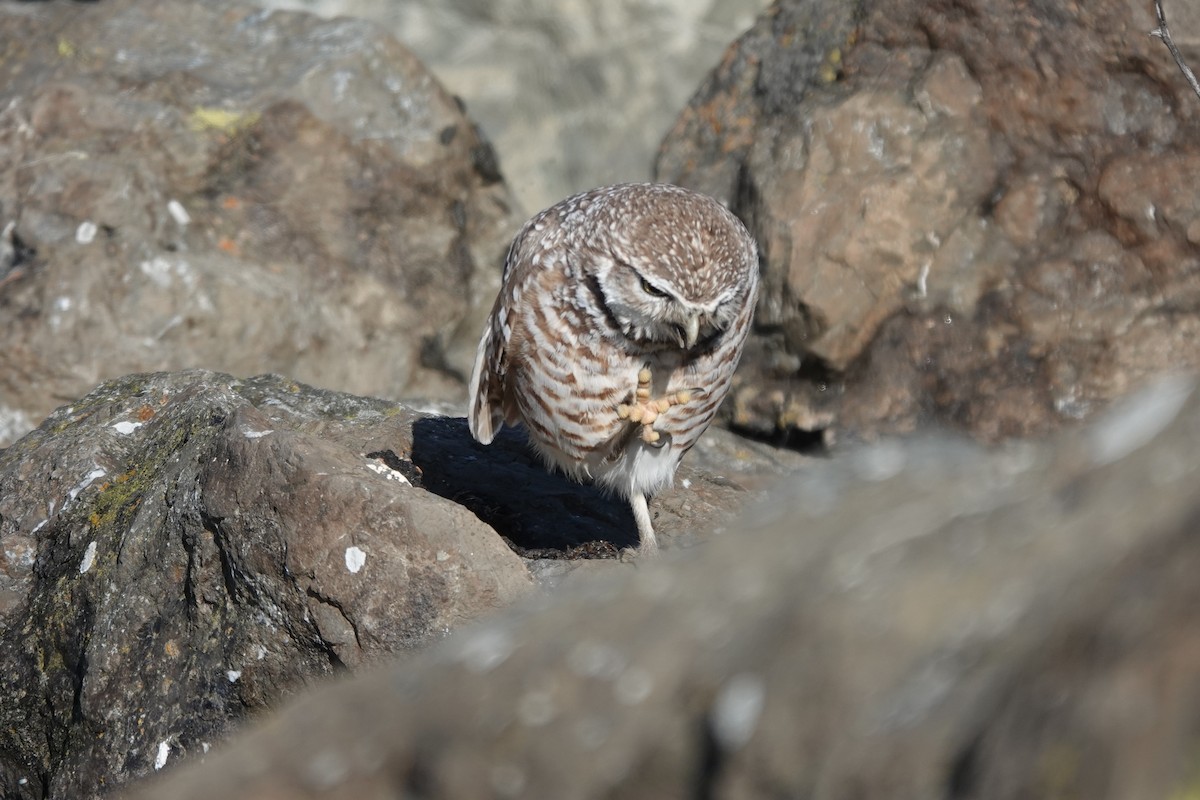 Burrowing Owl - ML613878897