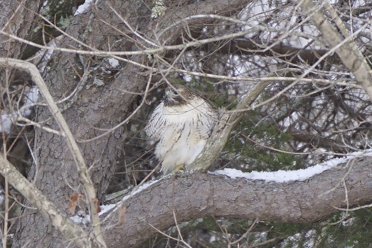Red-tailed Hawk - ML613878981