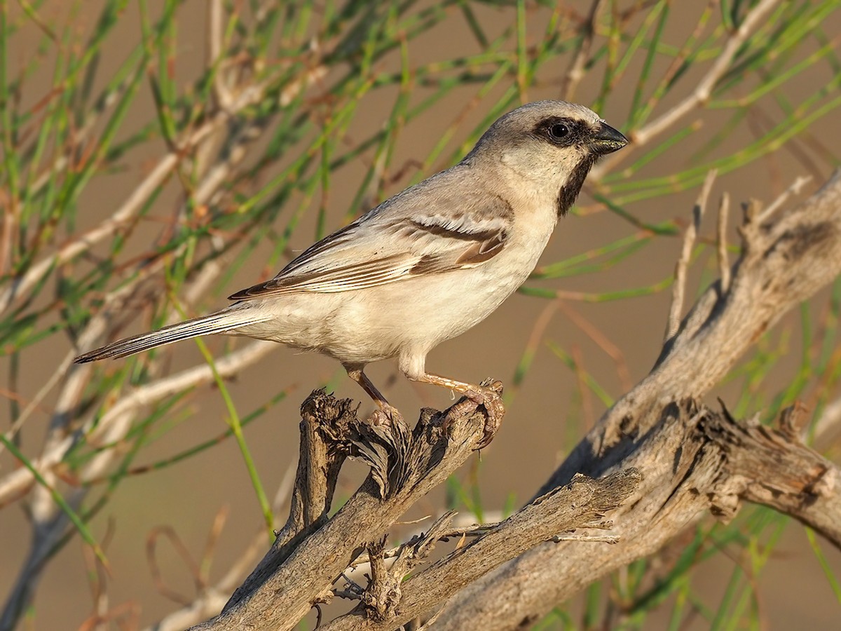 Zarudny's Sparrow - Passer zarudnyi - Birds of the World