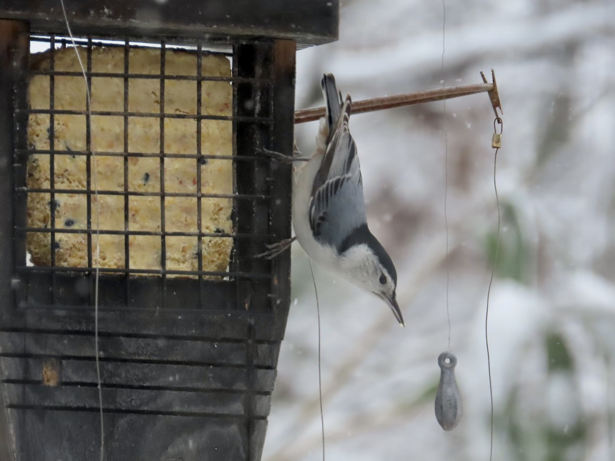 White-breasted Nuthatch - ML613879119