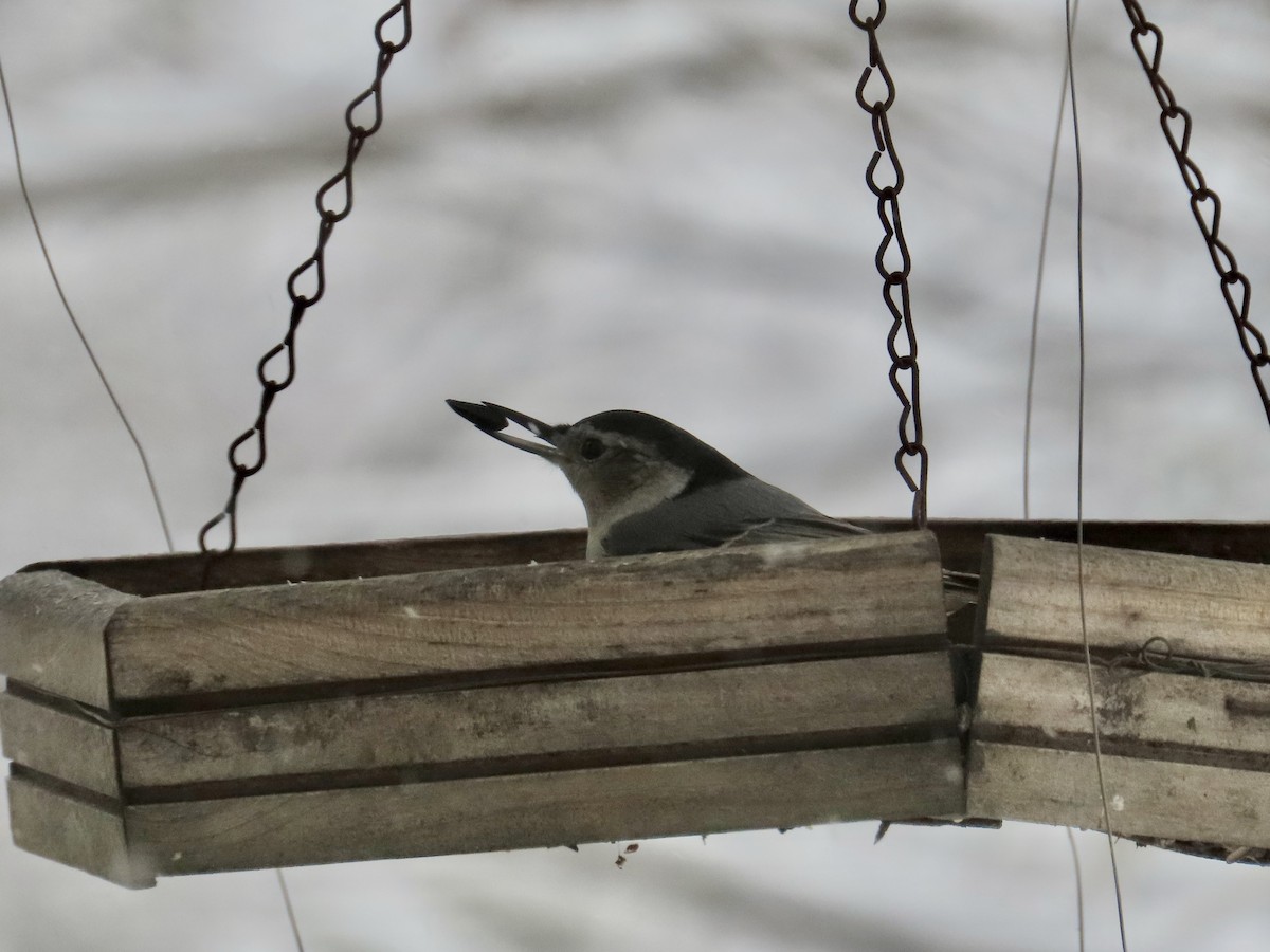 White-breasted Nuthatch - ML613879123