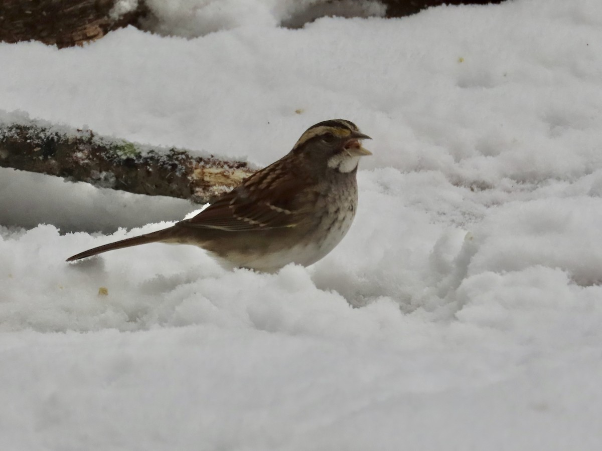 White-throated Sparrow - ML613879206