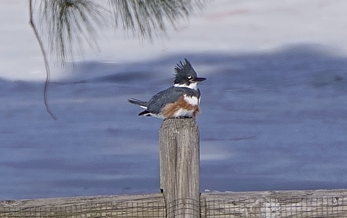 Belted Kingfisher - ML613879232