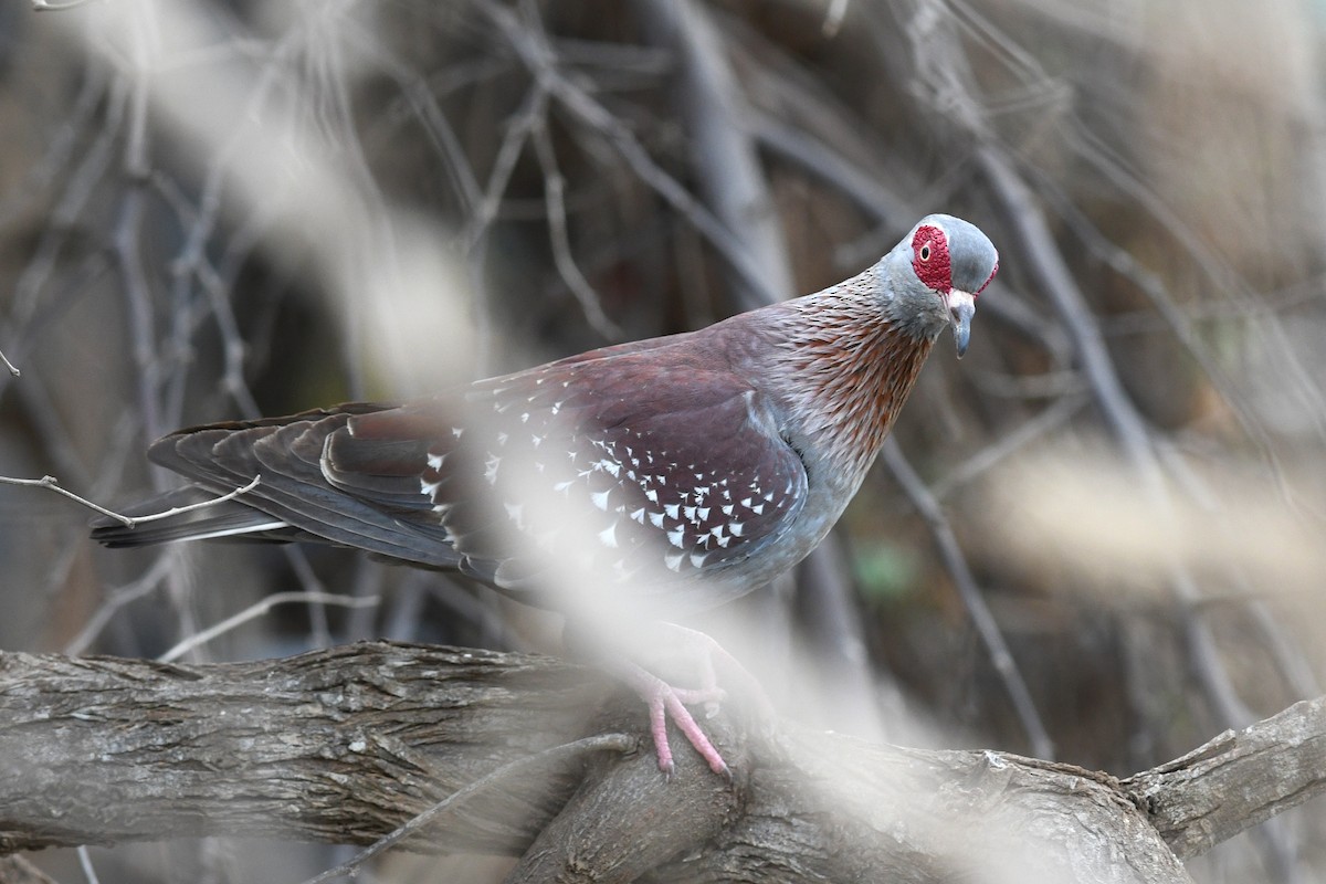 Speckled Pigeon - ML613879481